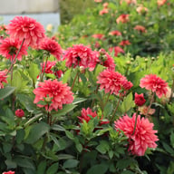 Swirled Guava Idylle Dahlia Knöl