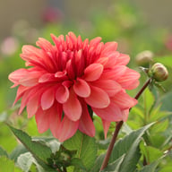 Swirled Guava Idylle Dahlia Knöl