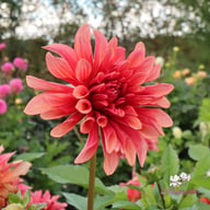 Swirled Guava Idylle Dahlia Tuber