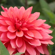 Swirled Guava Idylle Dahlia Knöl