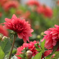 Swirled Guava Idylle Dahlia Knöl