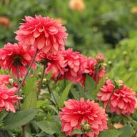 Swirled Guava Idylle Dahlia Knöl