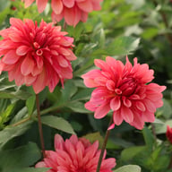 Swirled Guava Idylle Dahlia Knöl