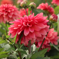 Swirled Guava Idylle Dahlia Knöl