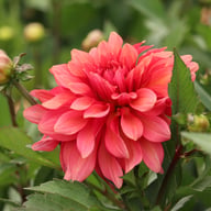 Swirled Guava Idylle Dahlia Knöl