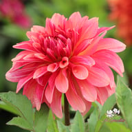 Swirled Guava Idylle Dahlia Tuber