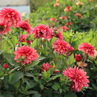 Swirled Guava Idylle Tuber