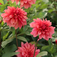 Swirled Guava Idylle Tuber