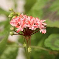 Swiss Star (Mallorca) Pelargon Stickling