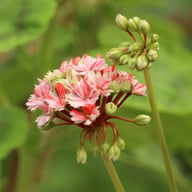 Swiss Star (Mallorca) Pelargon Stickling