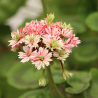 Swiss Star (Mallorca) Pelargon Stickling