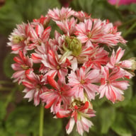 Swiss Star (Mallorca) Pelargon Stickling