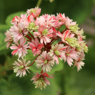 Swiss Star (Mallorca) Pelargon Stickling