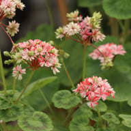 Swiss Star (Mallorca) Pelargon Stickling