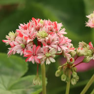 Swiss Star (Mallorca) Pelargon Stickling