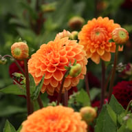 Sylvia Dahlia Tuber