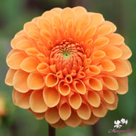 Sylvia Dahlia Tuber