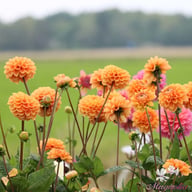 Sylvia Dahlia Tuber