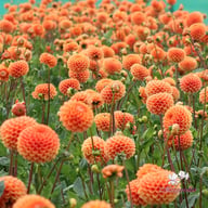 Sylvia Dahlia Tuber