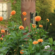 Sylvia Dahlia Tuber