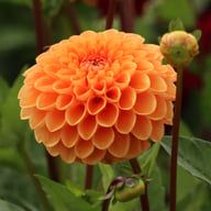 Sylvia Dahlia Tuber