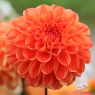 Symphony Dahlia Tuber