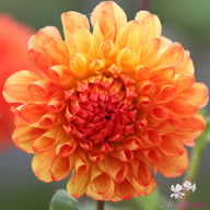 Symphony Dahlia Tuber