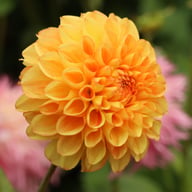 Symphony Dahlia Knöl