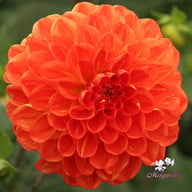 Symphony Dahlia Tuber