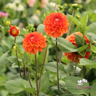 Symphony Dahlia Tuber