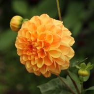 Symphony Dahlia Knöl