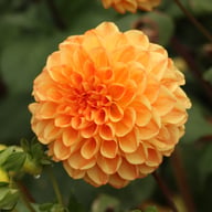 Symphony Dahlia Knöl