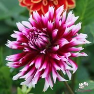 Table Dancer Dahlia Tuber