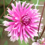 Table Dancer Dahlia Tuber