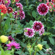 Table Dancer Dahlia Tuber