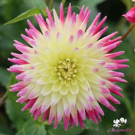 Tahiti Sunrise Dahlia Tuber