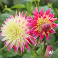 Tahiti Sunrise Dahlia Tuber