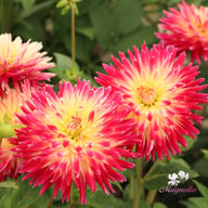 Tahiti Sunrise Dahlia Tuber