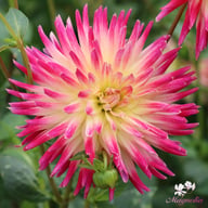 Tahiti Sunrise Dahlia Tuber