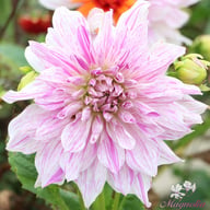 Taiheiyo Dahlia Tuber