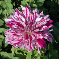 Taiheiyo Dahlia Tuber