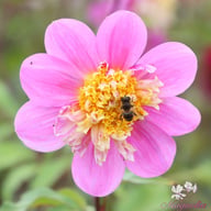Take Off Dahlia Tuber