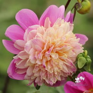 Take Off Dahlia Tuber