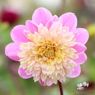 Take Off Dahlia Tuber