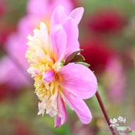 Take Off Dahlia Tuber