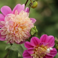 Take Off Dahlia Tuber