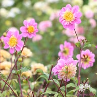 Take Off Dahlia Tuber