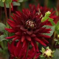 Tamburo Dahlia Tuber