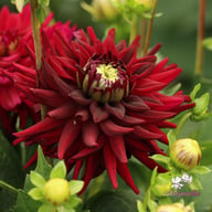 Tamburo Dahlia Tuber
