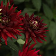 Tamburo Dahlia Tuber